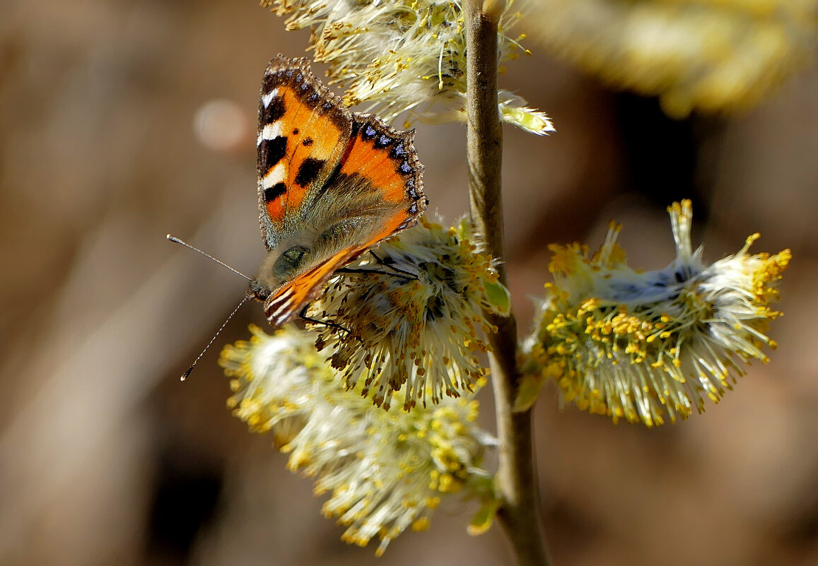 Бабочки, снятые сегодня 2 - Александр Прокудин Бабочки, снятые сегодня 2 - Александр Прокудин