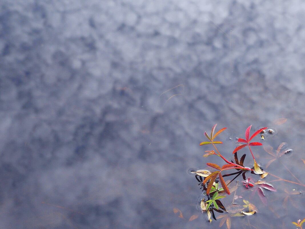 Отражение в озере - Сергей Швечков