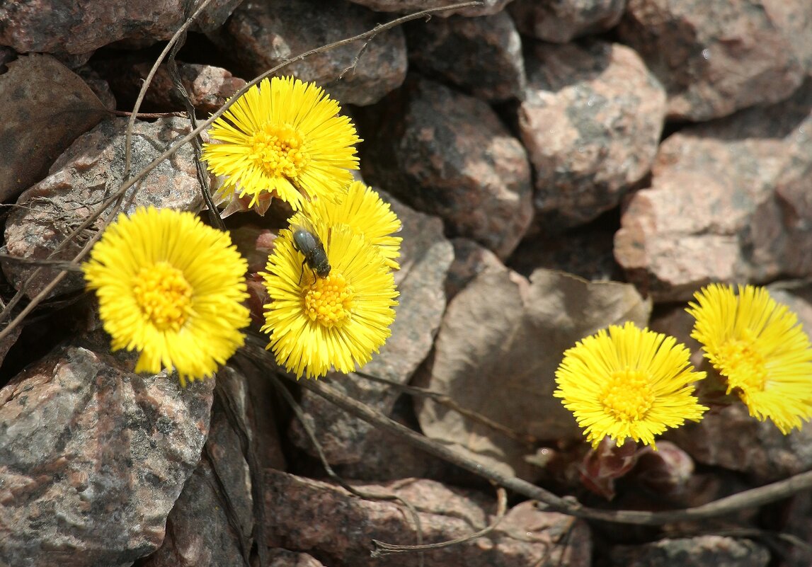 Расцветает мать-и-мачеха, просыпаются мухи... - Наталья Герасимова Расцветает мать-и-мачеха, просыпаются мухи... - Наталья Герасимова