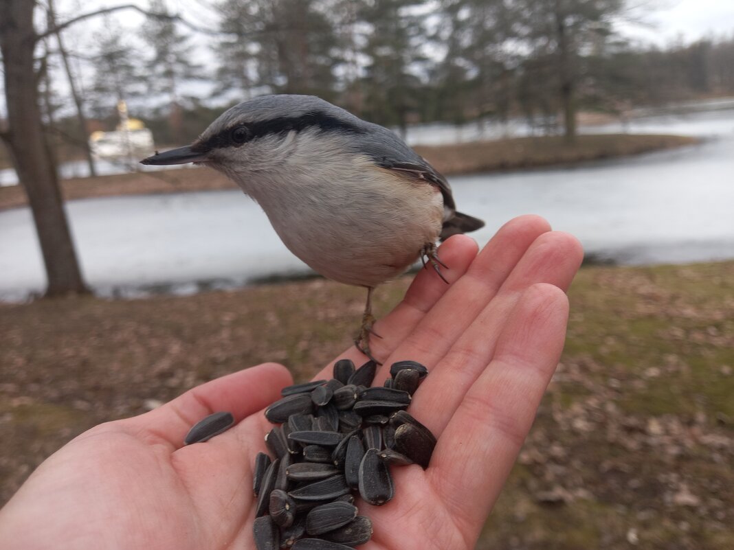 Поползень - Сапсан 