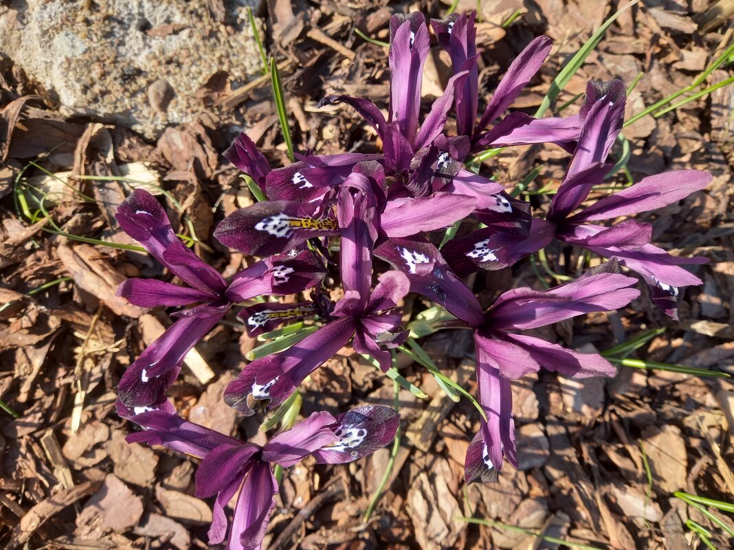 Иридодиктиум - Сапсан 