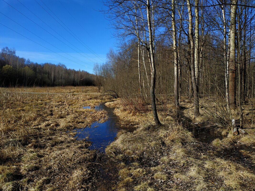 Апрель как он есть в Лосином острове. А лужу я всегда найду :-) - Андрей Лукьянов Апрель как он есть в Лосином острове. А лужу я всегда найду :-) - Андрей Лукьянов