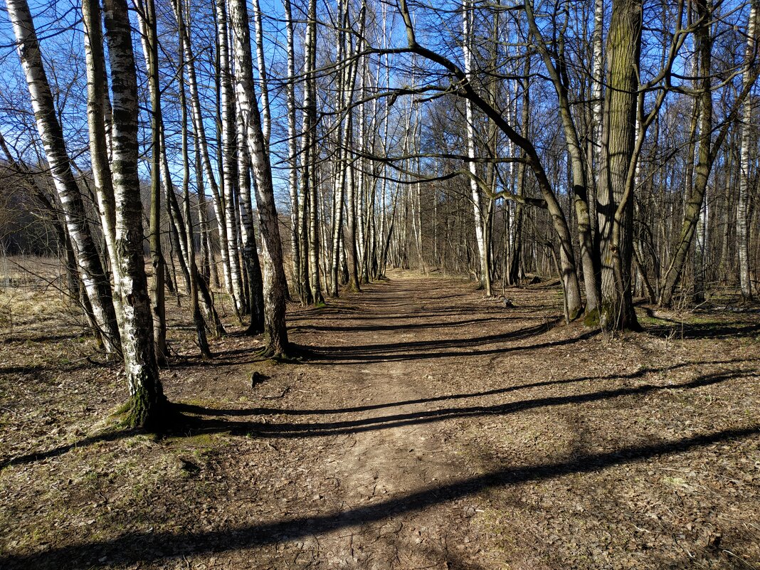 Апрель как он есть в Лосином острове - Андрей Лукьянов Апрель как он есть в Лосином острове - Андрей Лукьянов
