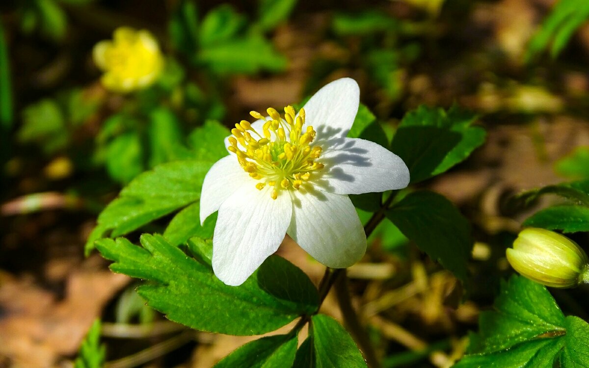 Ветреница - Милешкин Владимир Алексеевич Ветреница - Милешкин Владимир Алексеевич