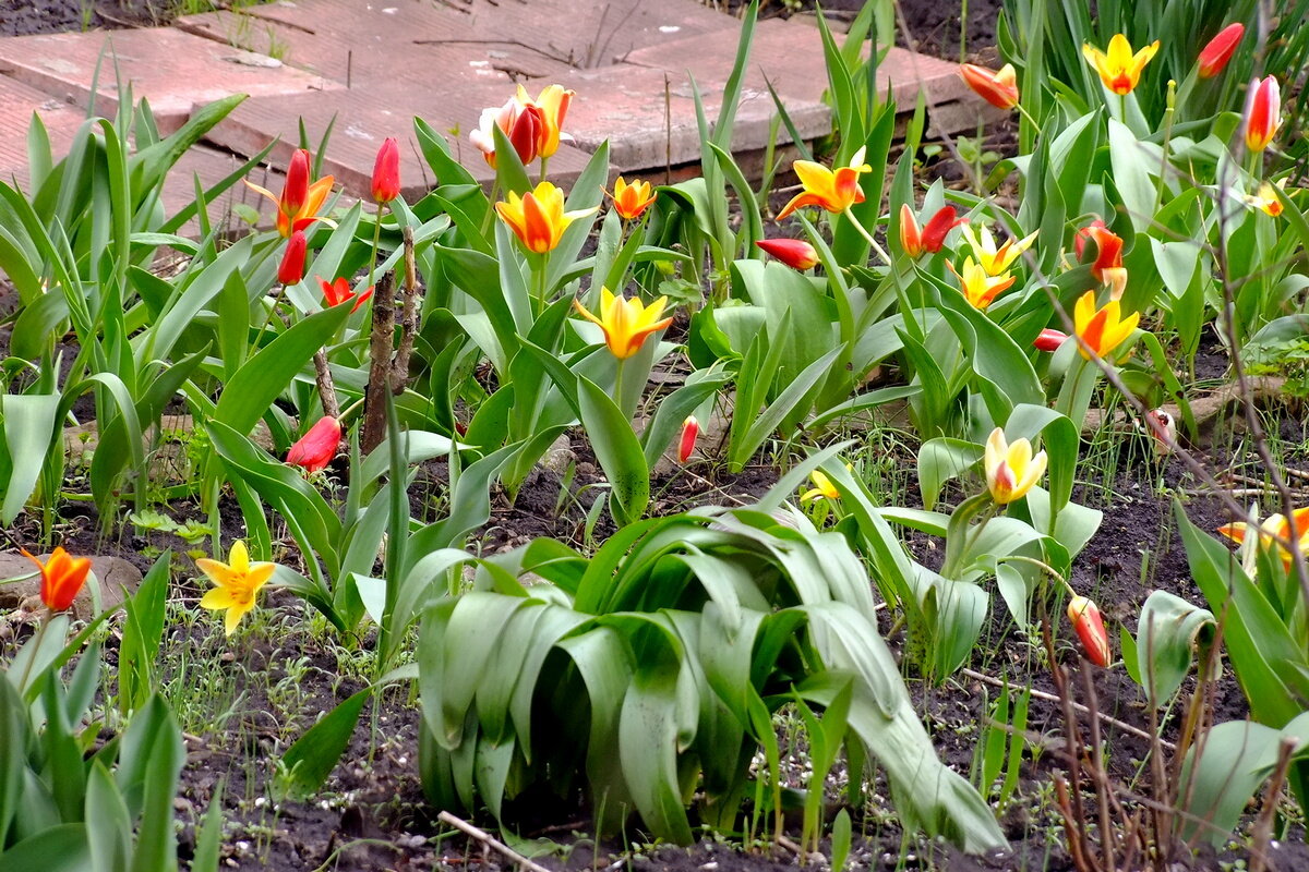 Ранние Тюльпаны - Фёдор Меркурьев