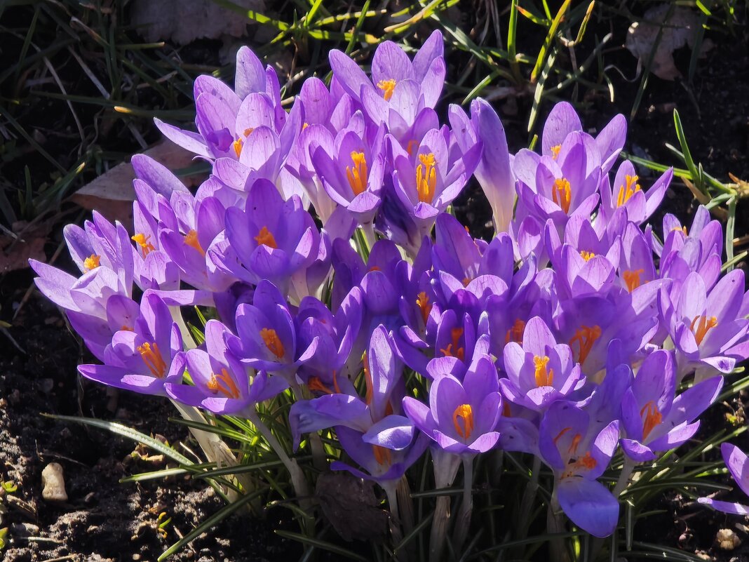 Крокусы - <<< Наташа >>>
