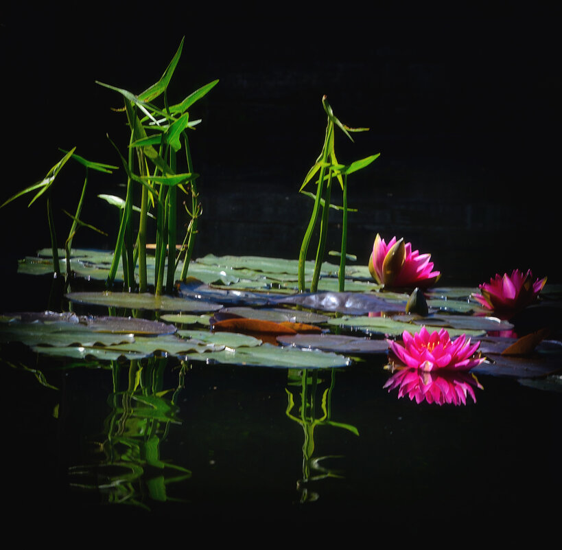 *** - Dan Berli *** - Dan Berli