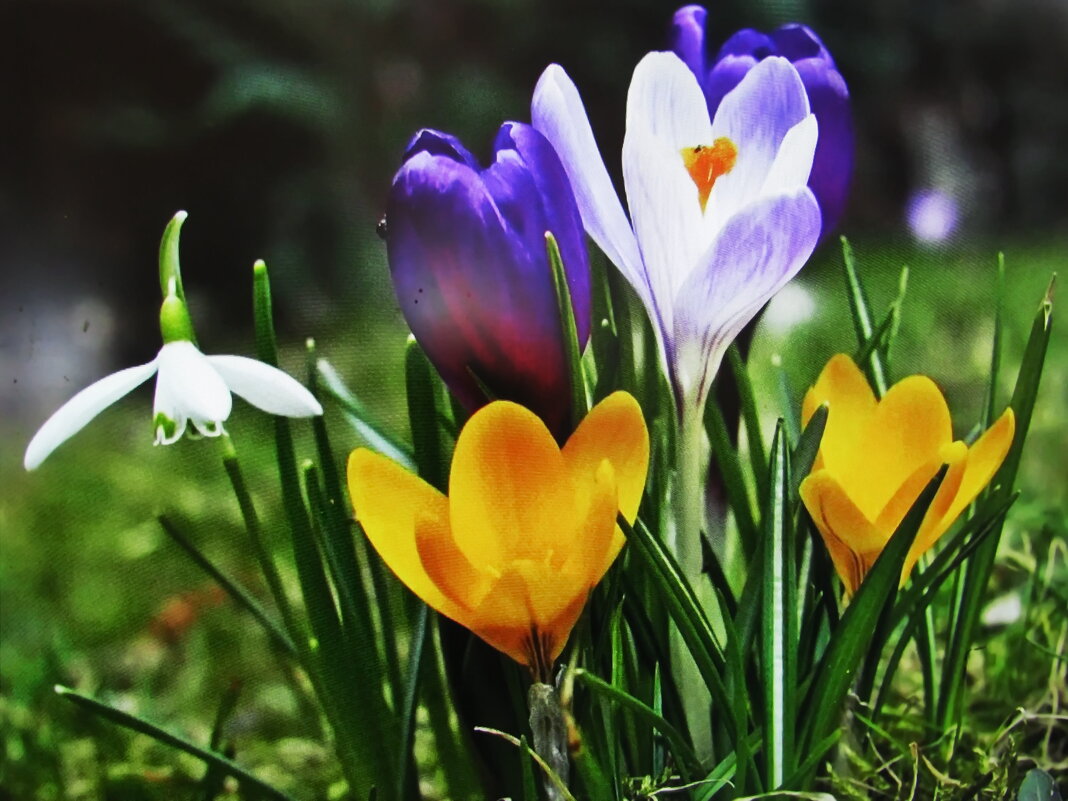 Красота - Людмила Смородинская