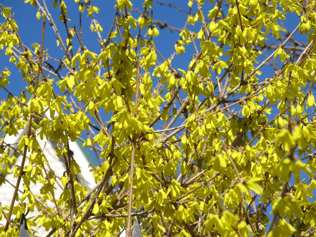 Апрель форзиция - Елена Шаламова Апрель форзиция - Елена Шаламова