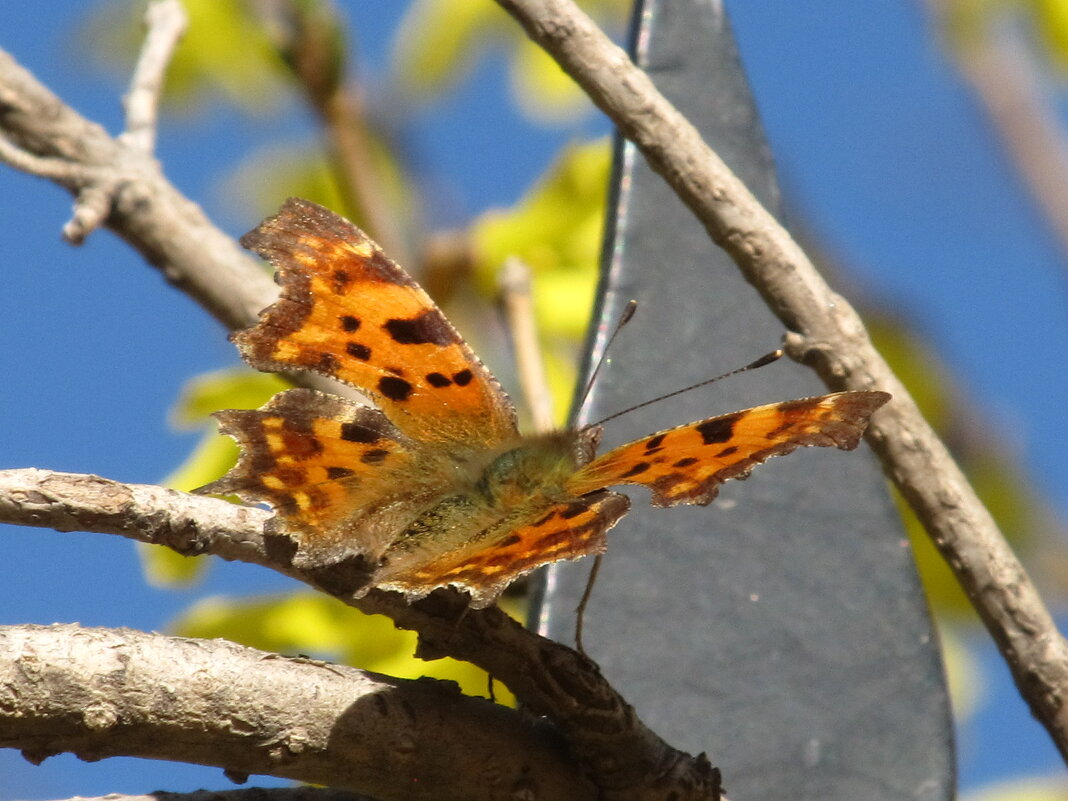 Первые бабочки ! - Елена Шаламова