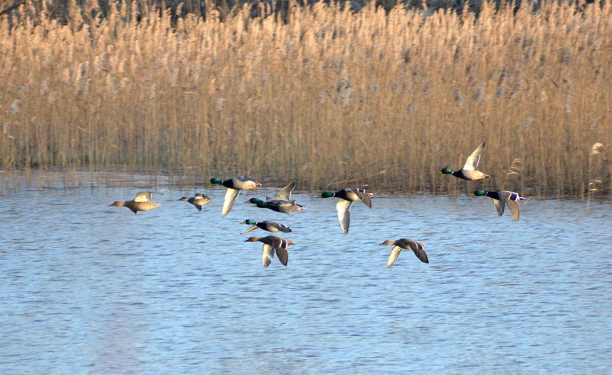 Кряквы - Владислав Иопек Кряквы - Владислав Иопек