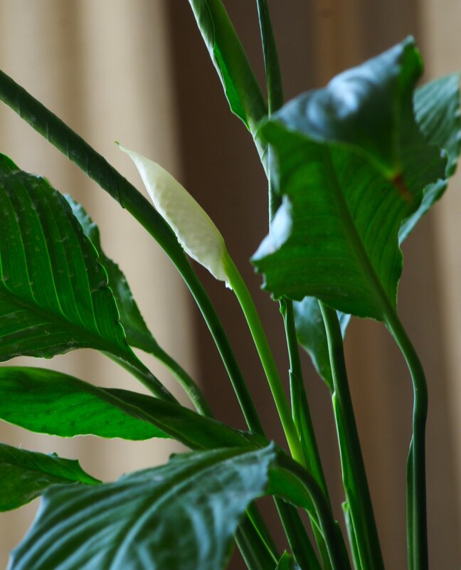 "Женское счастье" пошло в рост...:) - Юрий Куликов "Женское счастье" пошло в рост...:) - Юрий Куликов