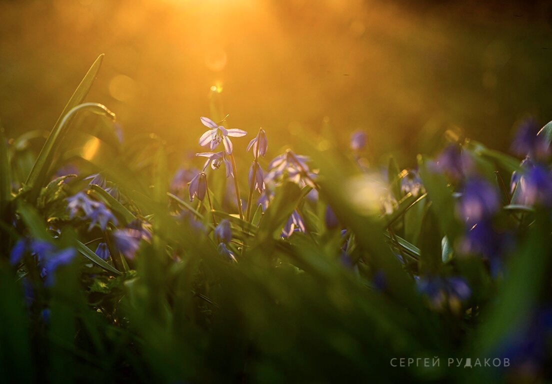 Как прекрасен этот мир - Сергей Как прекрасен этот мир - Сергей