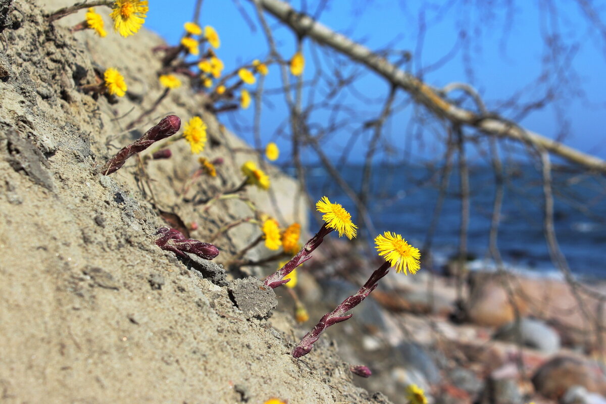 Мать-и-мачеха - Августина Мать-и-мачеха - Августина