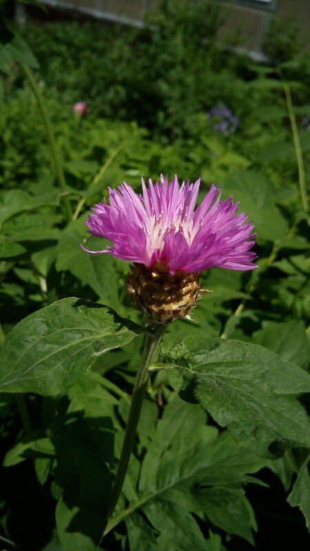 ,,, - Сергей Тимоновский