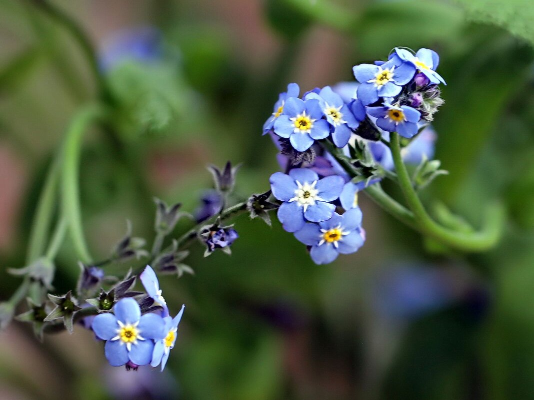 Цветочки - ZNatasha - Цветочки - ZNatasha -