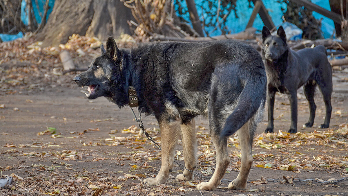 На работе за еду - Alexandеr P На работе за еду - Alexandеr P