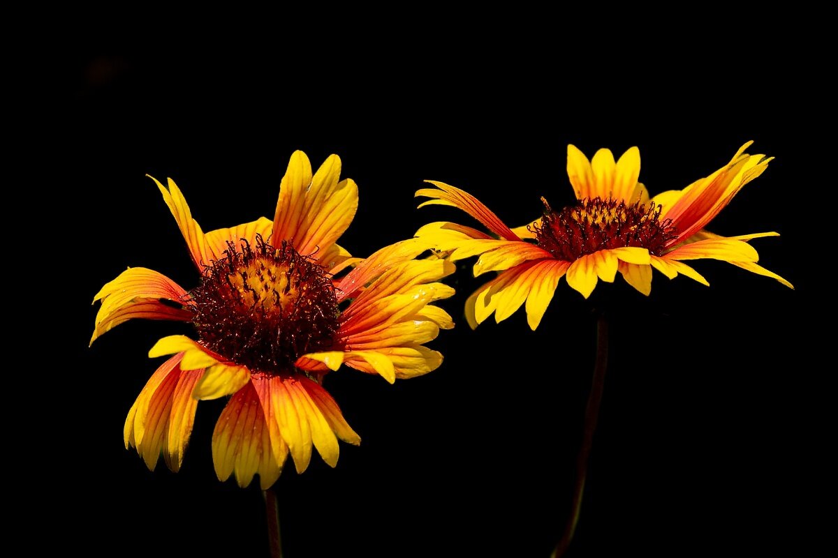 Гайлардия - Игорь Сикорский Гайлардия - Игорь Сикорский