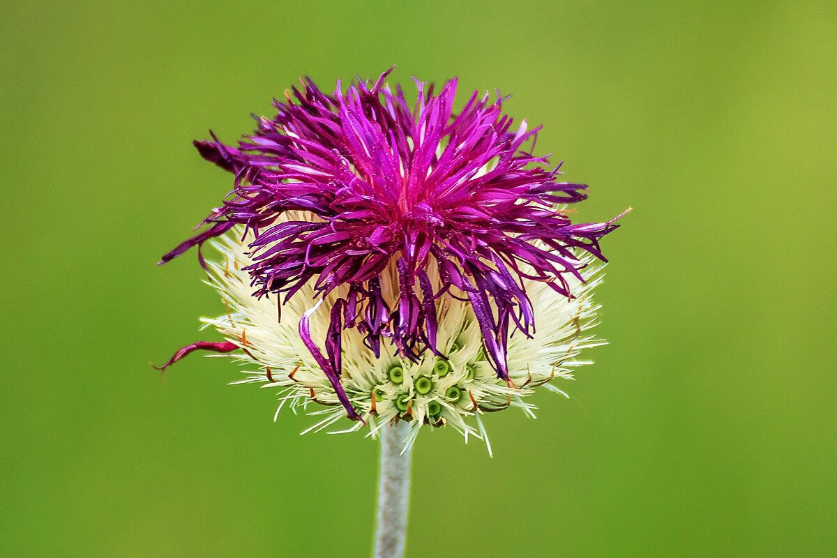 Василёк шероховатый - Игорь Сикорский Василёк шероховатый - Игорь Сикорский