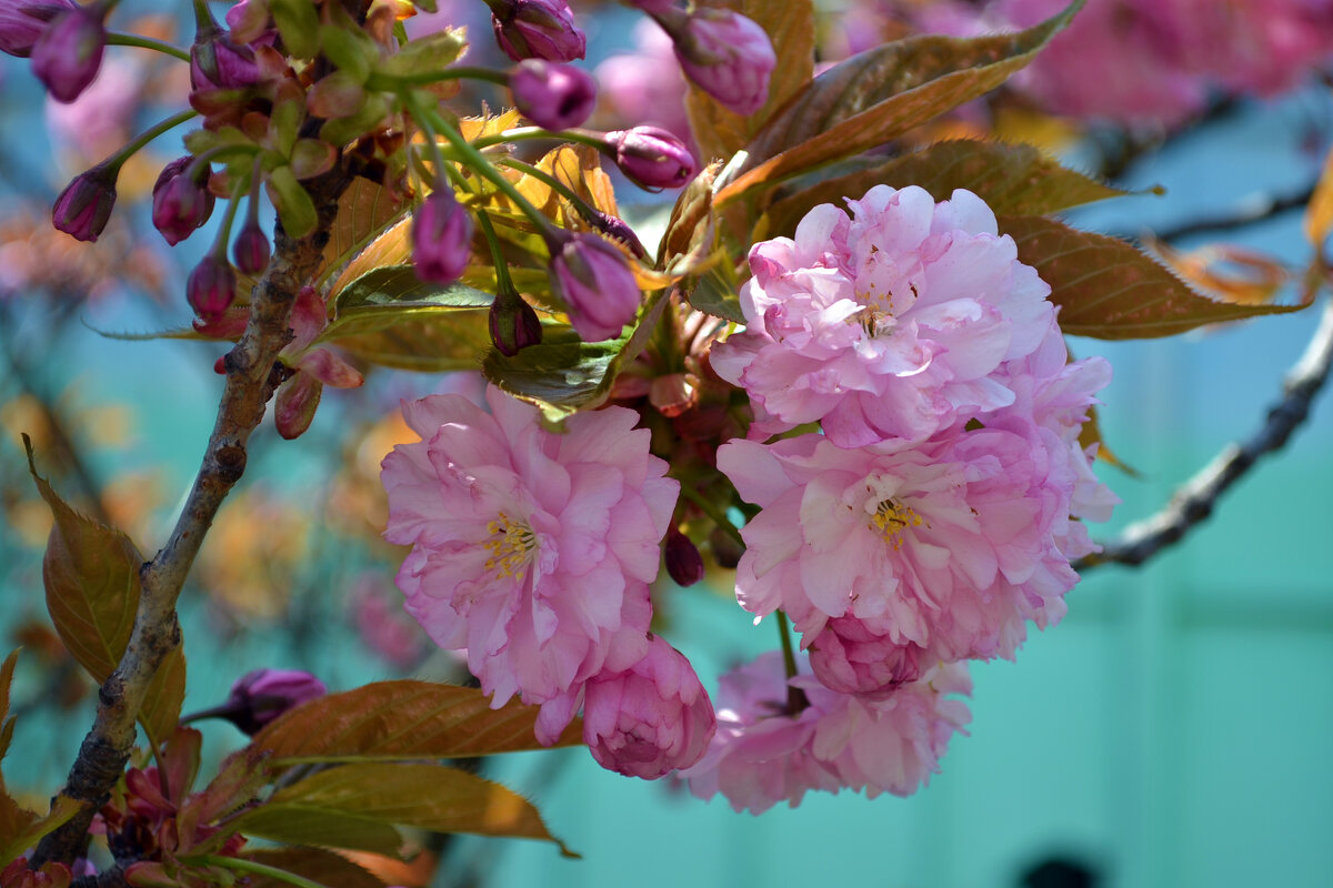 вишщня мелкопильчатая - Ольга вишщня мелкопильчатая - Ольга