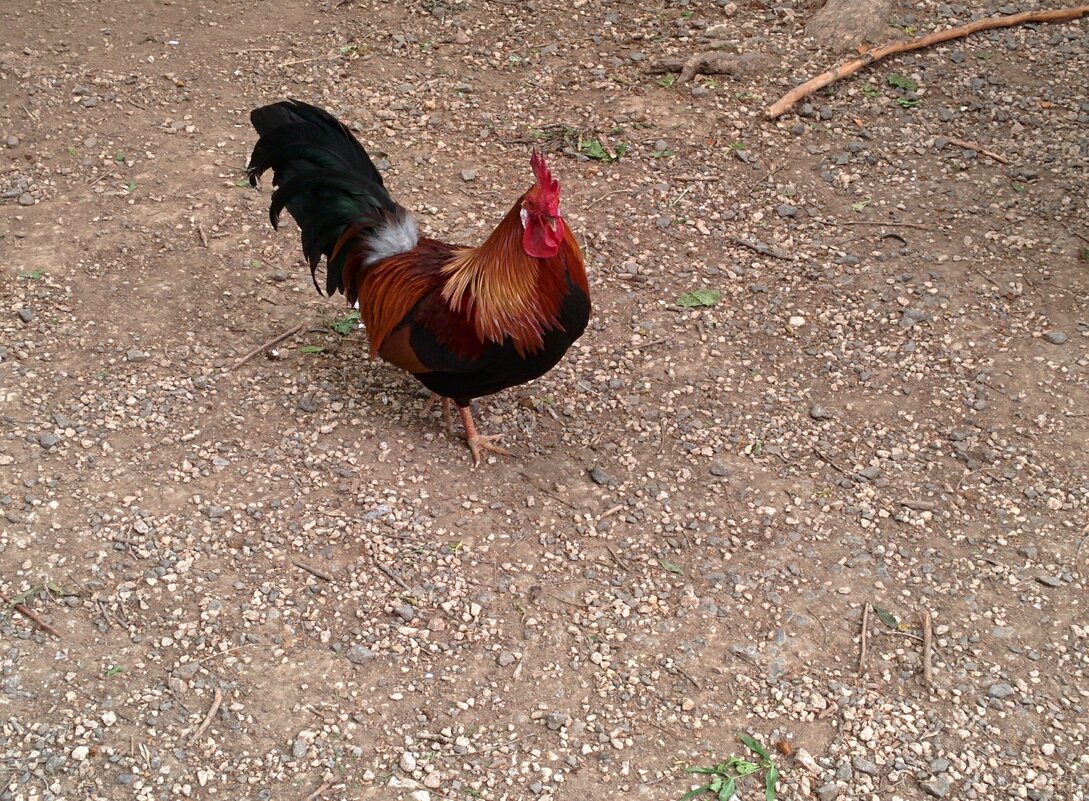 Красавчик - Светлана Хращевская