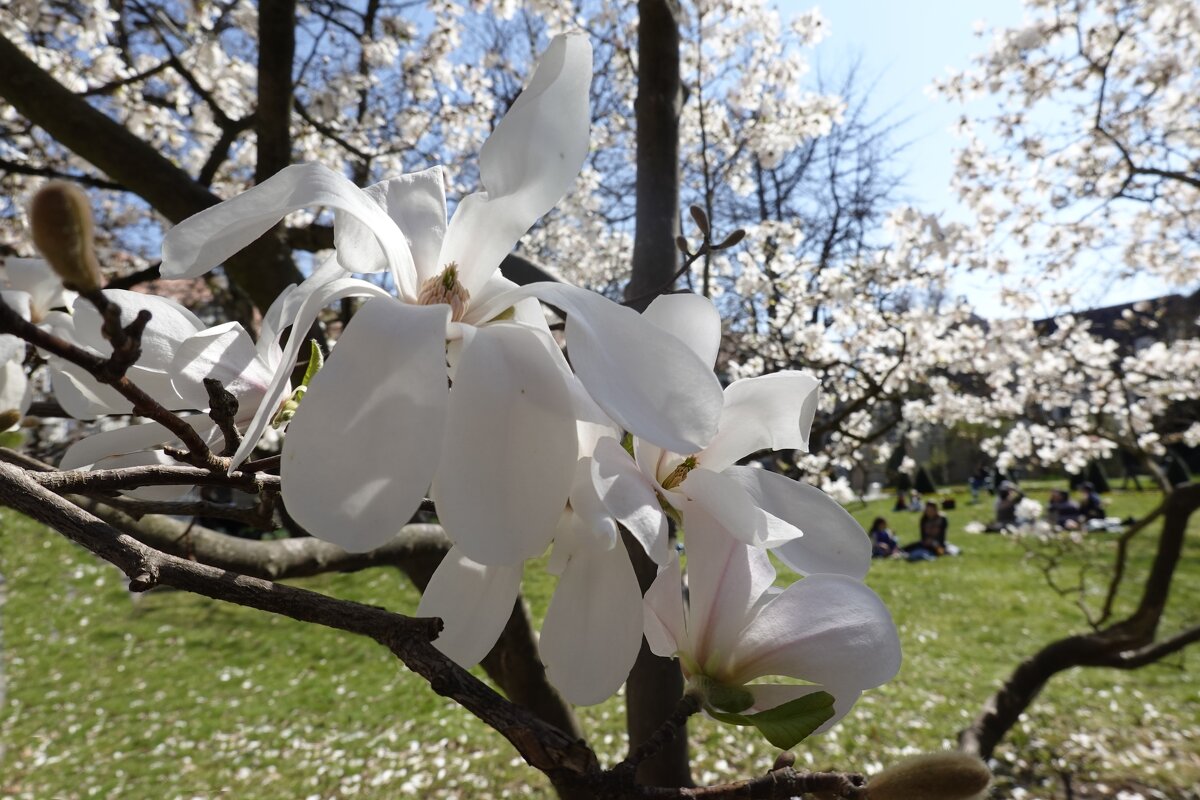 ...цветет Весна на лепестках магнолии...... - Галина 