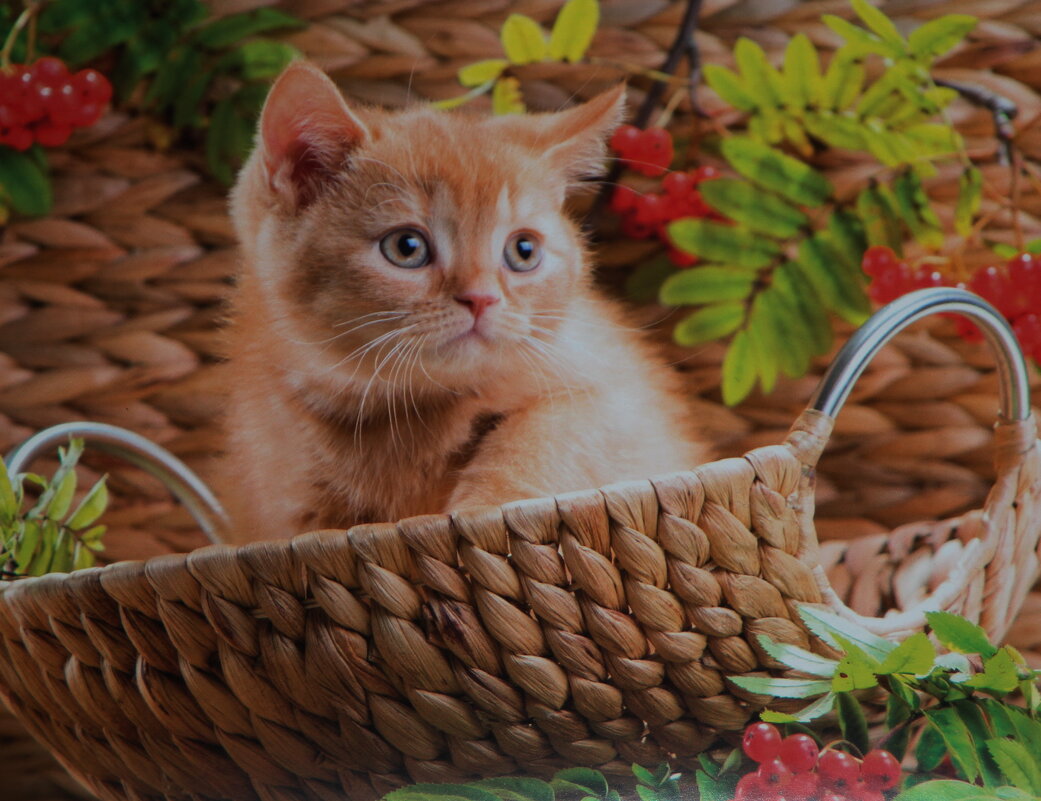 Рыжик в корзинке.. - Татьян@ Ивановна Рыжик в корзинке.. - Татьян@ Ивановна