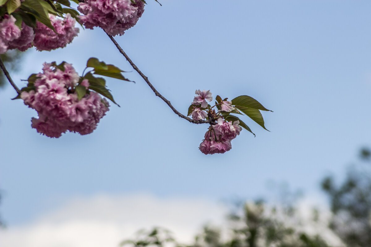 Цветы сакуры & боке - Коля Лукашов Цветы сакуры & боке - Коля Лукашов
