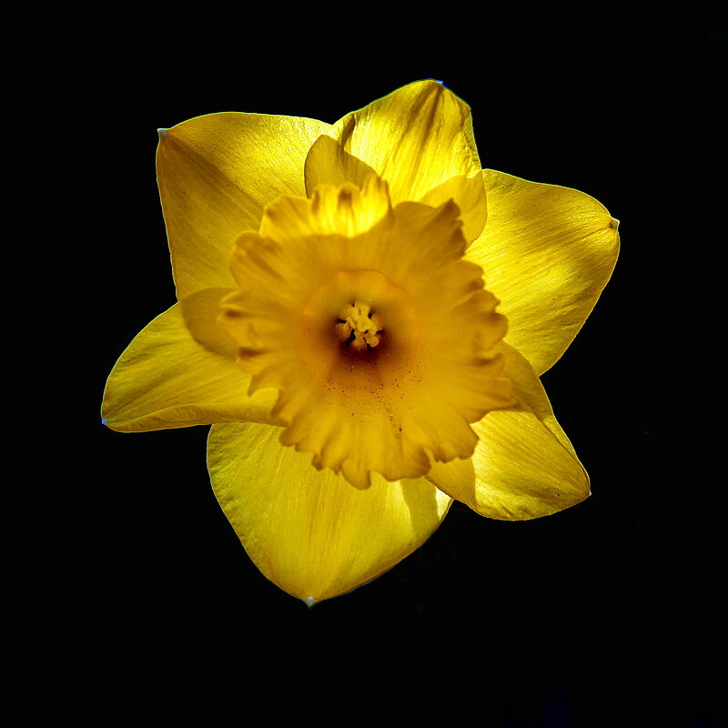 "звезда" в чёрном квадрате - Андроник Александр "звезда" в чёрном квадрате - Андроник Александр