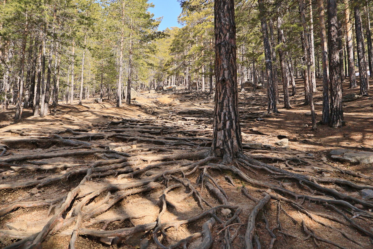Сосны по дороге на смотровую площадку - Александр Ш