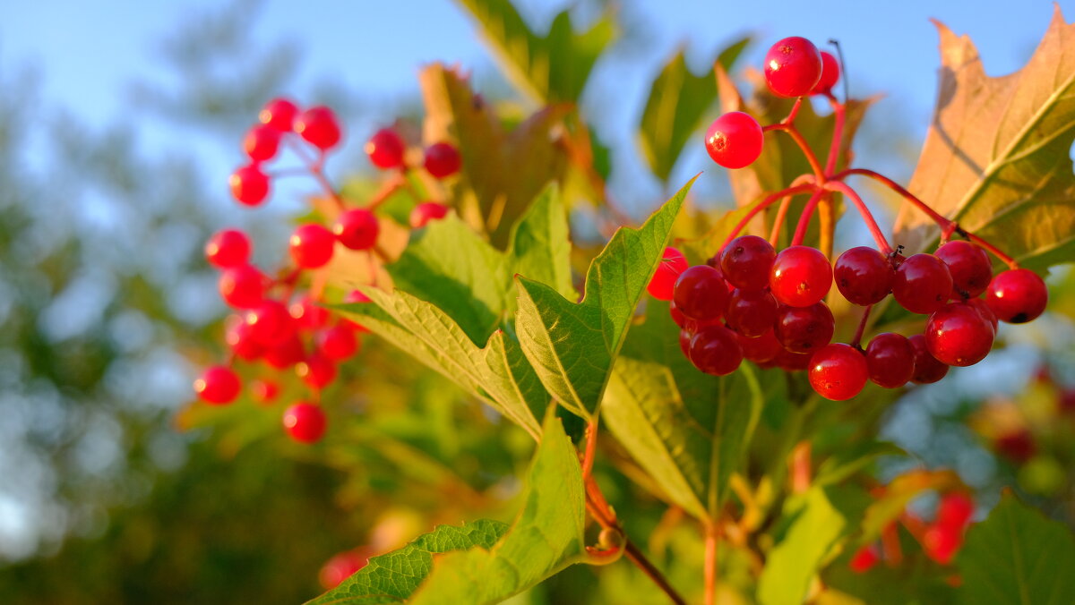 Калина красная - Олег Зоркий