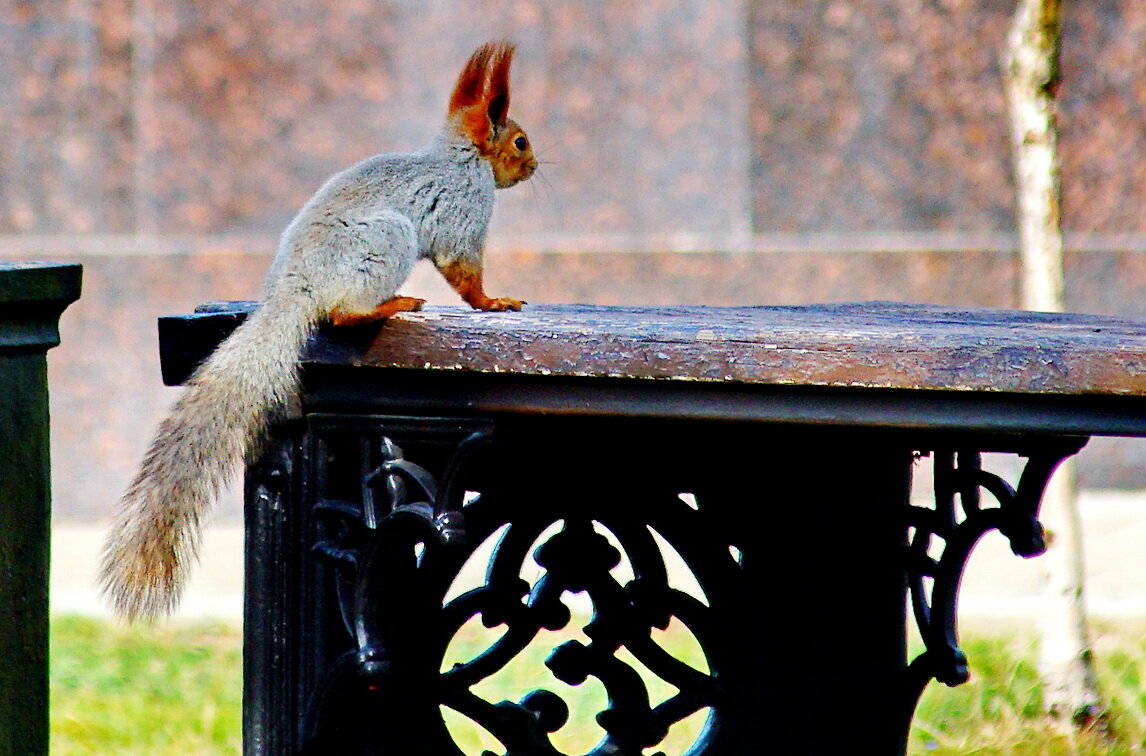 Шкодница... - Николай Саржанов Шкодница... - Николай Саржанов
