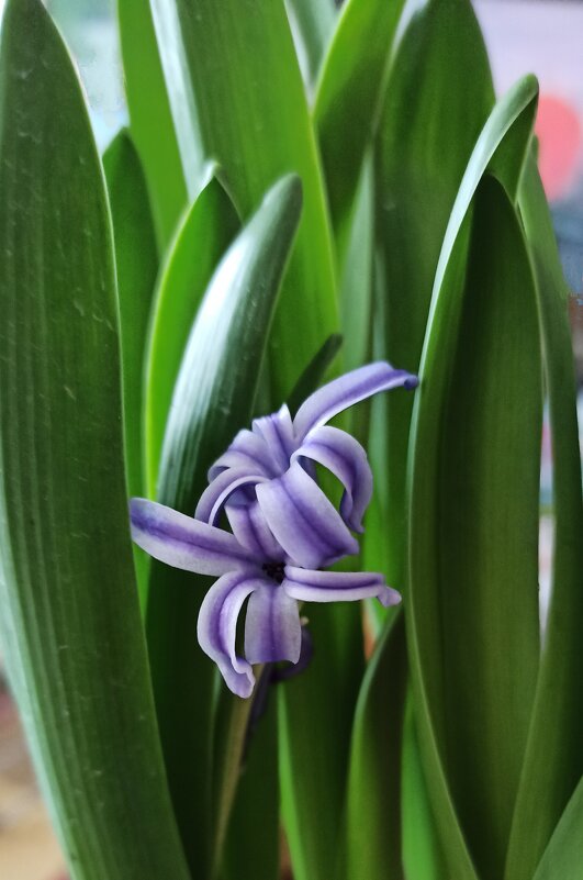 Чтобы не грустили! - veilins veilins Чтобы не грустили! - veilins veilins