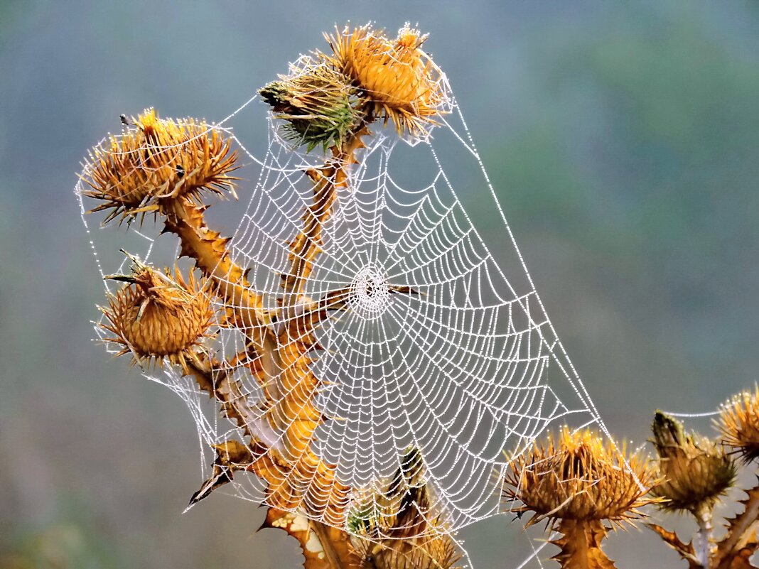 Паутина. - Татьяна Нефедьева. Паутина. - Татьяна Нефедьева.
