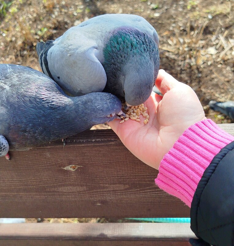 Парочка - светлана льдокова