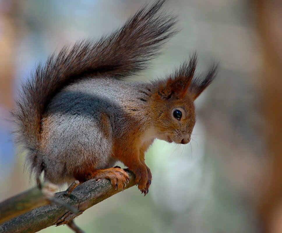 ...в тени спокойней ... - Andrey Bragin ...в тени спокойней ... - Andrey Bragin