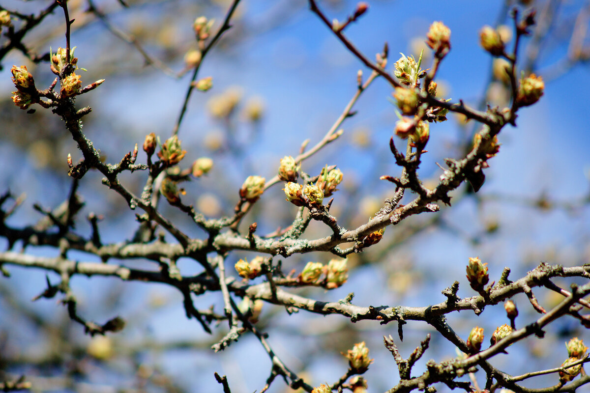 природа начала апреля 2 - Александр Прокудин природа начала апреля 2 - Александр Прокудин