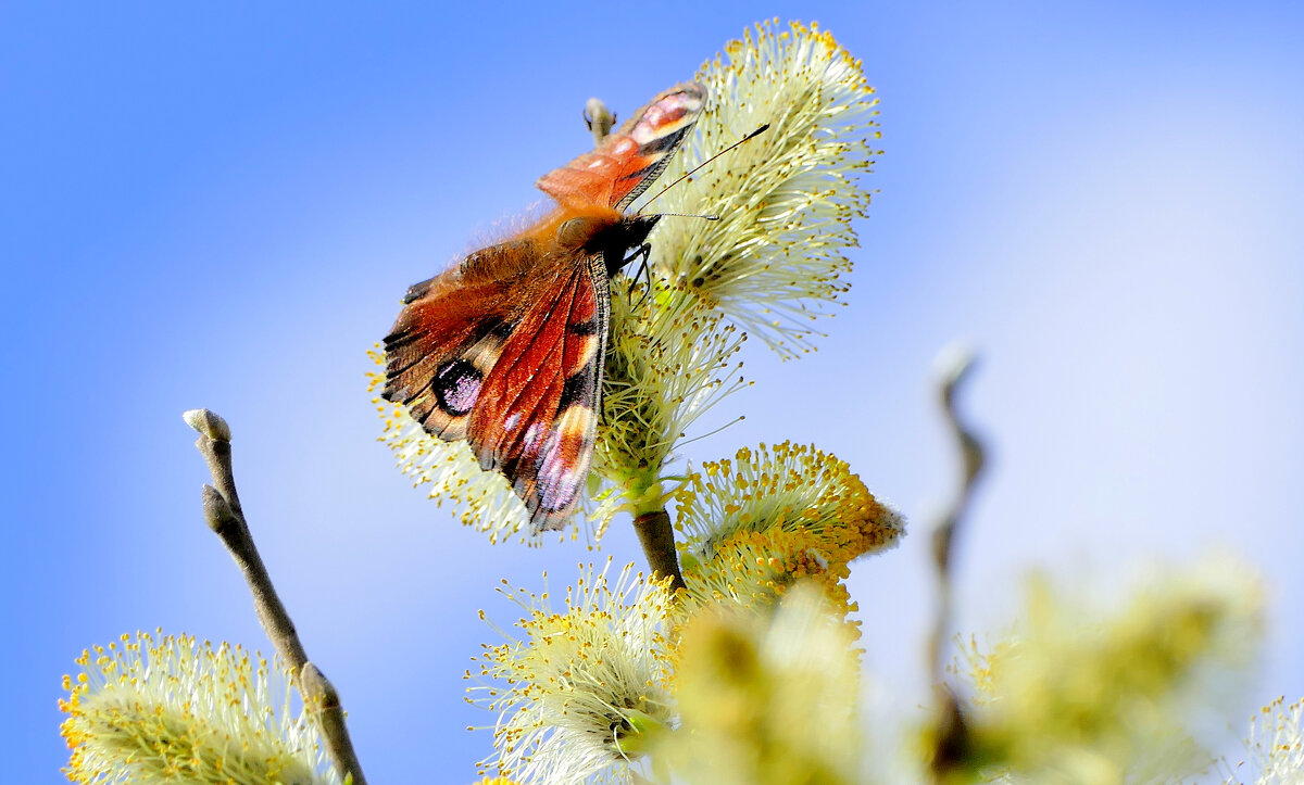 природа начала апреля 4 - Александр Прокудин природа начала апреля 4 - Александр Прокудин