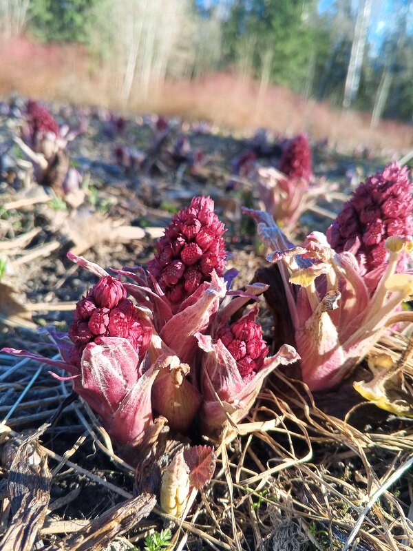 Белокопытник - Сапсан 