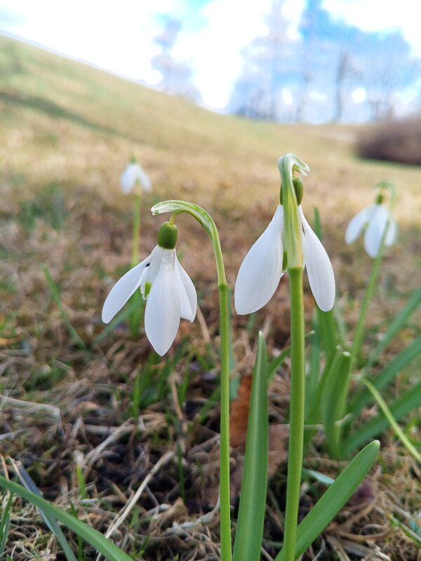 Подснежник - Сапсан 