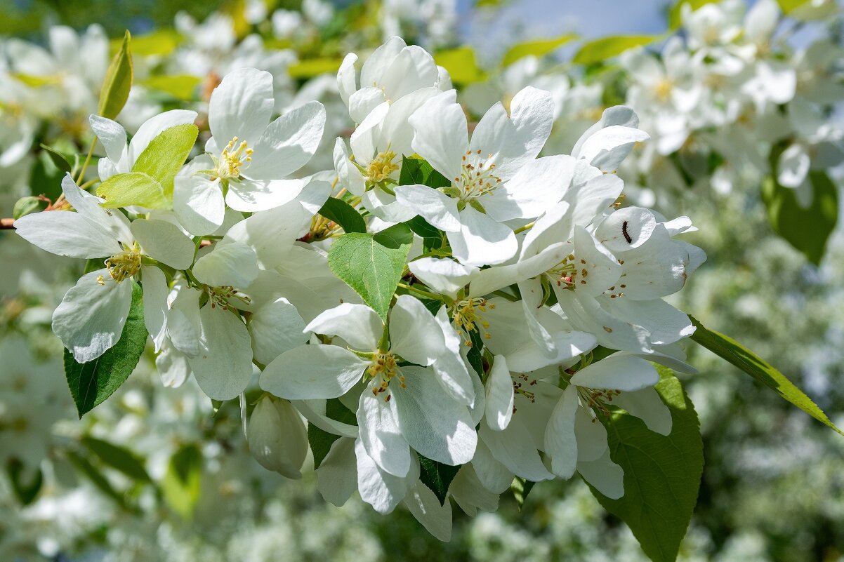 Прекрасная весна. - Виктор Иванович Чернюк