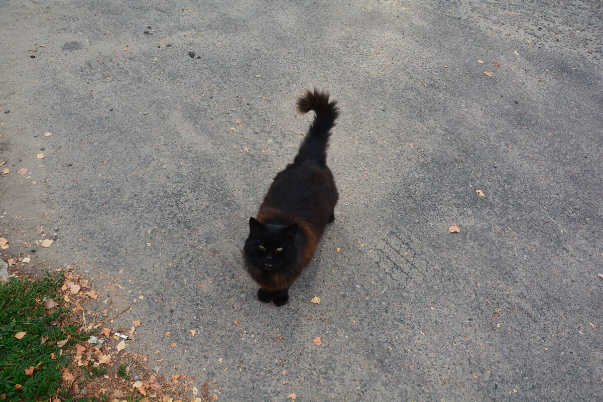 обитатели монастыря - Галина R... обитатели монастыря - Галина R...