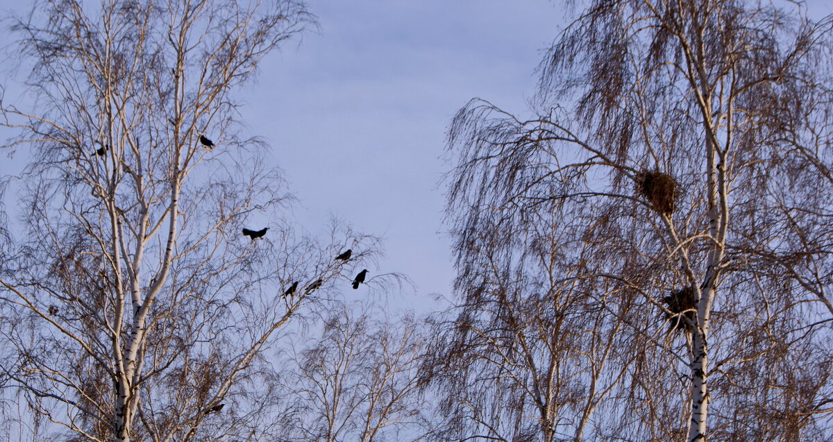 Гнездование. - сергей ермошкин Гнездование. - сергей ермошкин