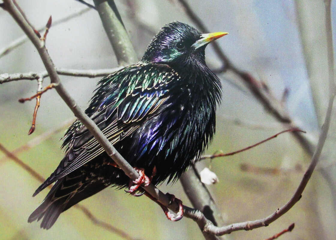 Красавчик - Людмила Смородинская