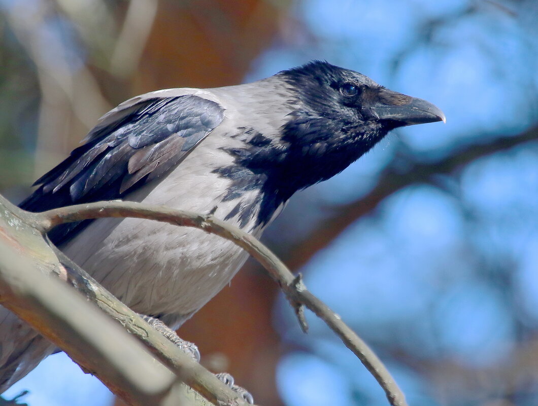 ... в дозоре ... - Andrey Bragin ... в дозоре ... - Andrey Bragin