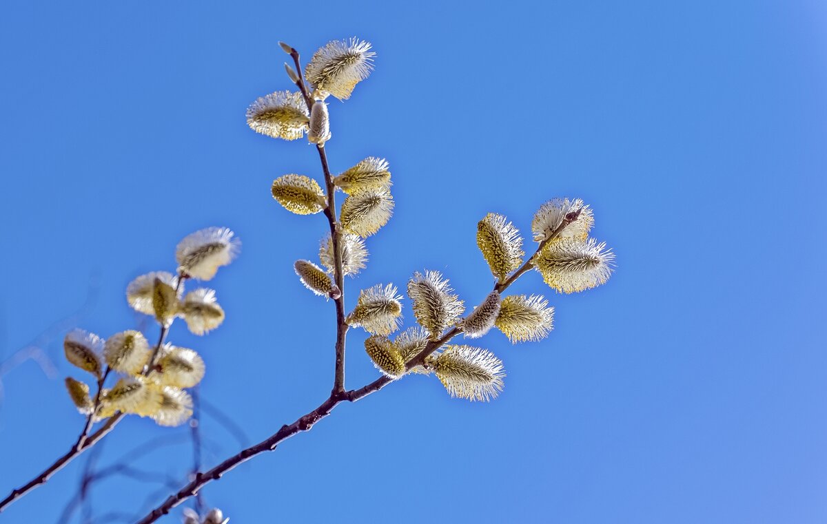Апрельские пушистики - Валерий Иванович Апрельские пушистики - Валерий Иванович