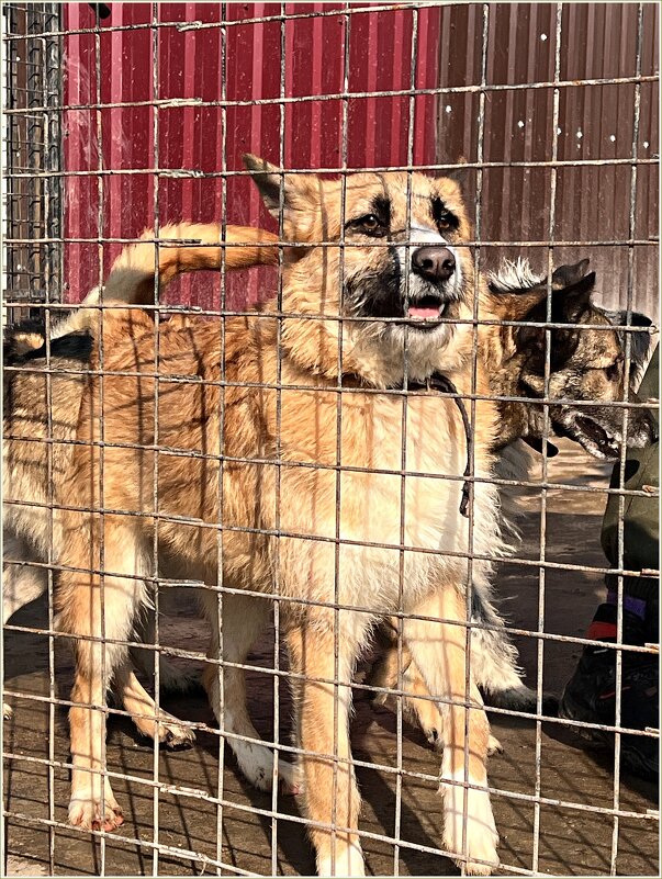 Один из жителей приюта. - Валерия Комова