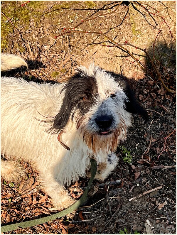 Каспер. - Валерия Комова Каспер. - Валерия Комова