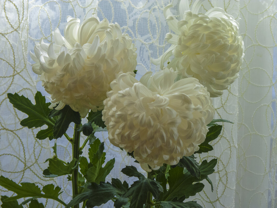 Белые хризантемы - Валентин Семчишин