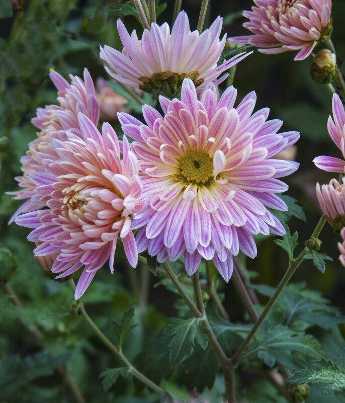 Хризантемы - Валентин Семчишин Хризантемы - Валентин Семчишин